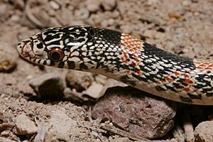 Rhinocheilus lecontei - Flickr - aspidoscelis.jpg