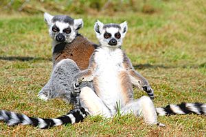 Ringtailed lemurs