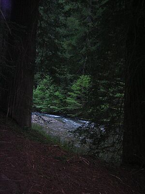 Rockefeller Grove - Bull Creek
