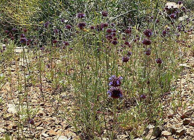 Salvia columbariae 3