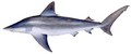 Sandbar shark (Duane Raver)