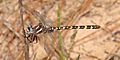 Sarracenia spiketail (Cordulegaster sarracenia) Rapides Parish, LA, USA (7 April 2019) 2