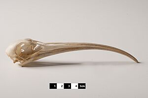 Scarlet Ibis skull “Eudocimus ruber” at MAV-USP