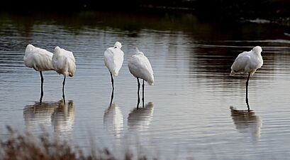 Sleeping Spoonbills