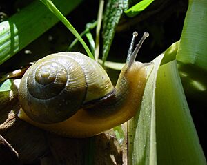Slimaczek