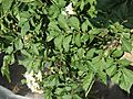 Solanum tuberosum Rosenerdling (03).jpg