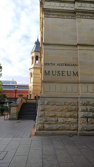SouthAustralianMuseum