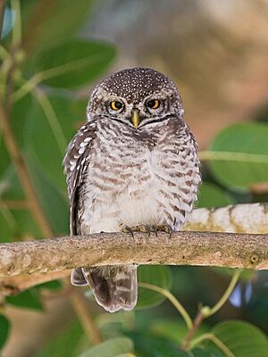 Spotted Owlet Bokkapuram Nilgiris Sep22 A7C 02968.jpg