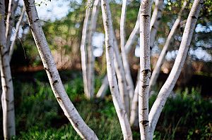Stand of birch trees