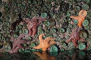 Starfish and sea anemone