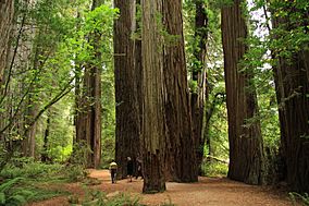 Stout Memorial Grove in Jedediah Smith Redwoods State Park in 2011 (22).JPG