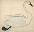 Swan, illustration from Fogelboken by Olof Rudbeck the Younger
