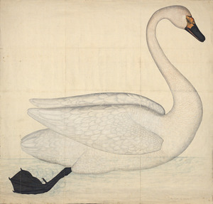 Swan, illustration from Fogelboken by Olof Rudbeck the Younger