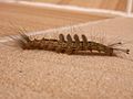 Teia anartoides larva