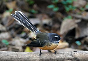 The New Zealand fantail (Rhipidura fuliginosa) (26323434203).jpg