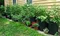 Tomato plants growing July 2013 in garbage cans