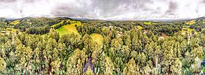 Toolangi State Forest June 2020 panorama