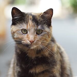 Tortoiseshellshorthair (2013 photo; cropped 2022)