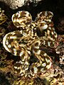 Tridacna squamosa (Giant clam) brown and blue