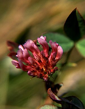 Trifoliumvariegatum.jpg