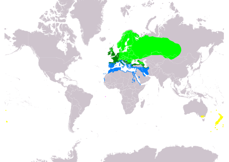 TurdusPhilomelosIUCN