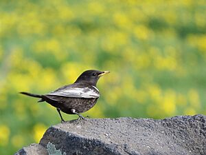 Turdus torquatus amicorum, Artashavan, Armenia 2