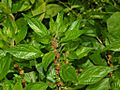 Urticaceae - Parietaria judaica (1)