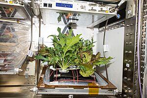 Veggie plants