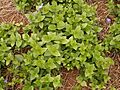 Vinca major (Barlovento) 07