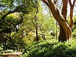 Wahiawa Botanical Garden - shady park view.JPG