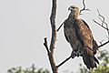 White-bellied Sea Eagle Dobankee Sundarbans West Bengal India 16.12.2014
