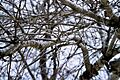 White Branches