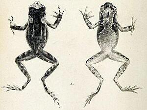 Xenophrys boettgeri (Boettger's horned toad).jpg