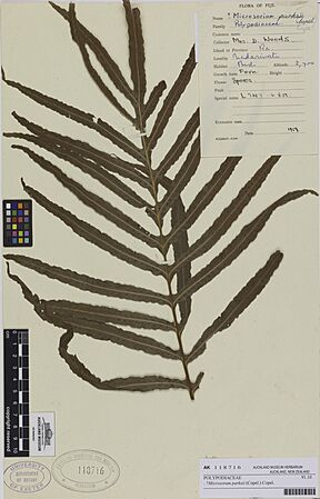 . Microsorum parksii (Copel.) Copel. (AM AK118716-2)