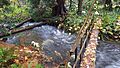2017 Kelsey Creek in Bellevue image 5