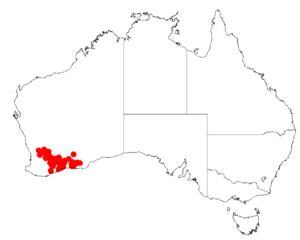 "Acacia brachyclada" occurrence data from Australasian Virtual Herbarium