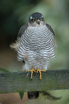 Front view of bird of prey with barred underparts, yellow eyes and hooked bill