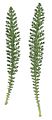 Achillea millefolium scan