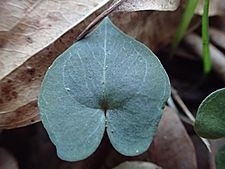 Acianthus exiguus leaf