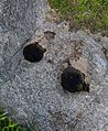 Acorn mortar holes friant ca