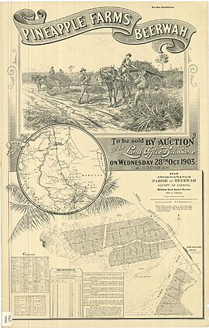 Advertising land sale in Glass House Mountains under the title "Pineapple Farms Beerwah", 1903