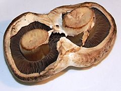 Agaricus bisporus (Cup mushroom, doubled)