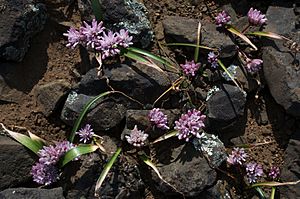 Allium cratericola.jpg