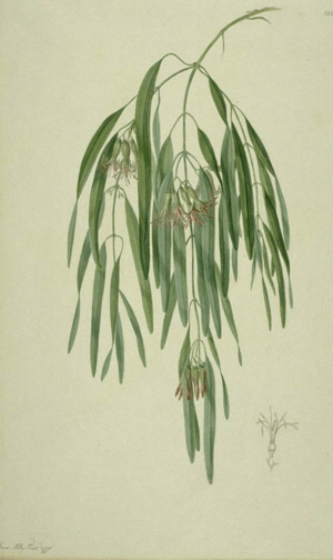 Amyema biniflora.png