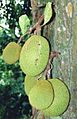 Artocarpus heterophyllus fruits at tree