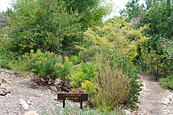 Australian section conejo valley botanic garden