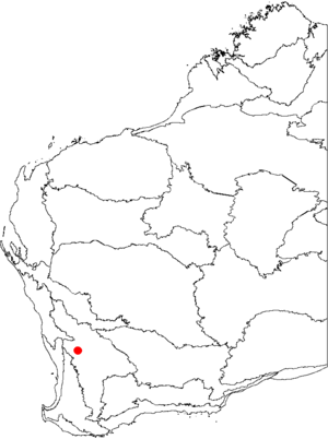 Banksia wonganensis map