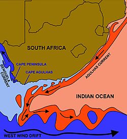 Benguela and Agulhas Currents 2