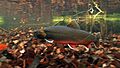 Bigger Ennerdale charr in water