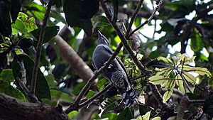 Black-winged Cuckooshrike female Nabarun Sadhya